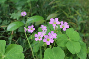 紫花酢浆草  