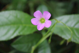 紫花酢浆草  