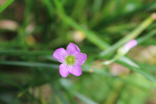 紫花酢浆草  