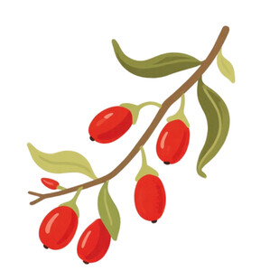 枸杞枝上的红果与绿叶