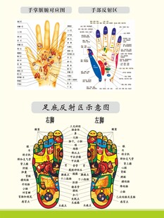 手脚经穴部位图