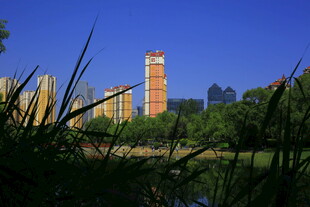 城市中高楼与绿植景观