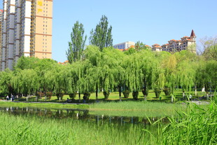 城市河畔垂柳绿树美景