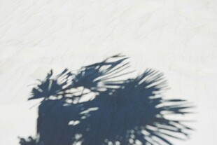 阳光下的棕榈树剪影