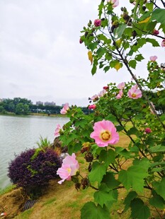 河畔绽放的芙蓉花