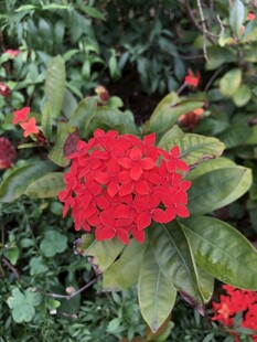 龙船花