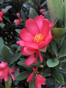 杜鹃红山茶
