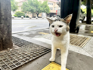 街头可爱张嘴猫咪