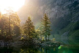 湖畔晨光中的挺拔松树