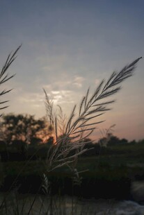夕阳下的芦苇美景