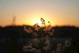 夕阳下的花草剪影