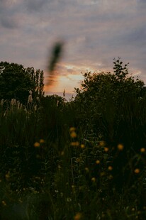 黄昏下的花草与朦胧树林