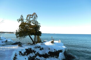 冬日海岸孤树雪景