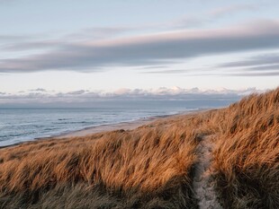 海边金黄草径的美丽景致