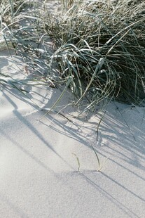 沙滩上覆霜的草影