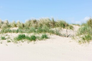 沙丘上的绿色植被景观