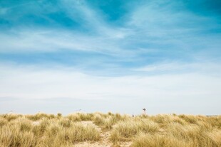 金黄草地与蓝天美景