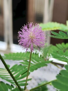 含羞草的花