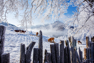 冬日雪景中的木栅栏与远山牛