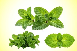 新鲜薄荷叶