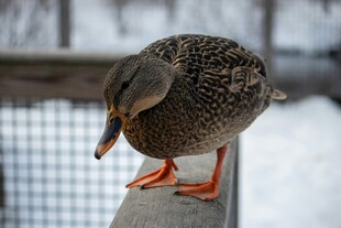 站在栏杆上整理羽毛的鸭子