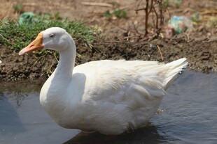 池塘中优雅的大白鹅