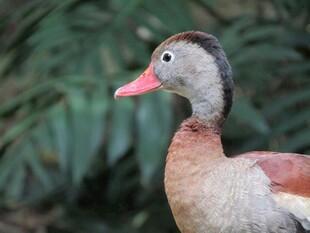 灰羽红喙鸭特写