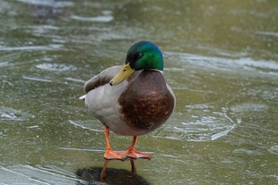 冰面上的绿头鸭