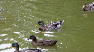 水中游弋的几只鸭子