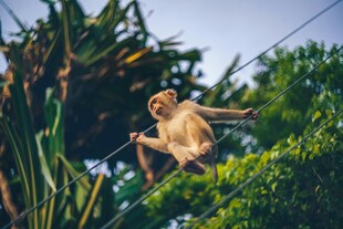 猴子在电线上悠然自得