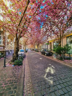 繁花盛开的城市街道美景