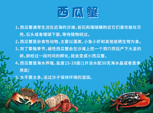 西瓜蟹  寄居蟹  相守蟹  