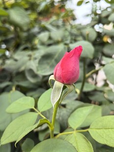 娇艳红玫瑰绽放绿叶间