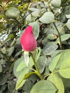 娇艳欲滴的单朵红玫瑰