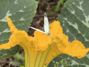 黄色南瓜花特写