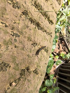 斑驳石墙旁的绿植景致