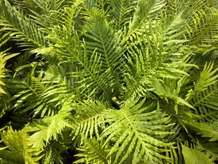 翠绿茂盛的蕨类植物