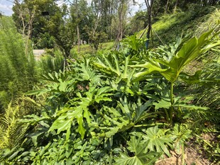 野外繁茂的绿色植物景观