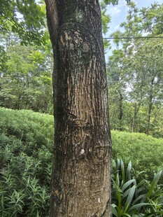 森林中粗壮的树干