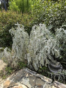 银叶植物与周边绿植景观