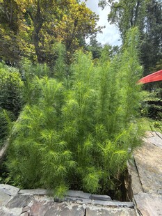 翠绿蓬松的户外植物景观