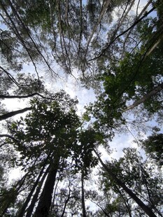 仰望茂密森林树冠