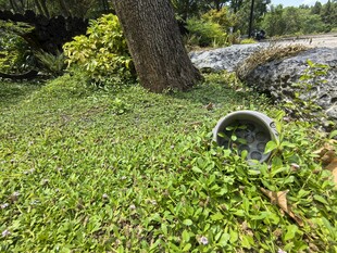 树下草地中的金属物件