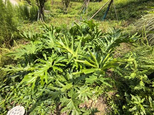 野外繁茂的绿色植物