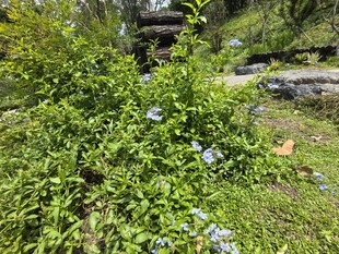 草丛中的蓝色小花