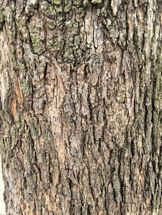 粗糙的树皮纹理特写