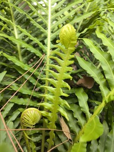 卷曲蕨类植物的嫩绿新叶