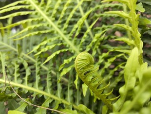 翠绿蕨类植物特写