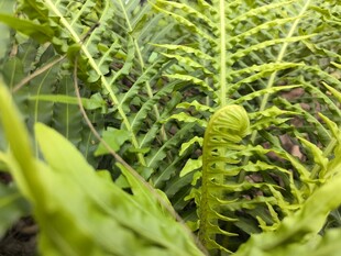 嫩绿蕨类植物特写