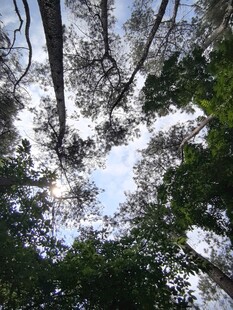 仰视茂密森林树冠景象